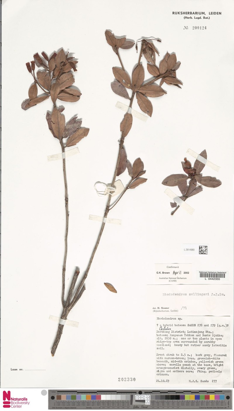 Rhododendron zollingeri photo 5