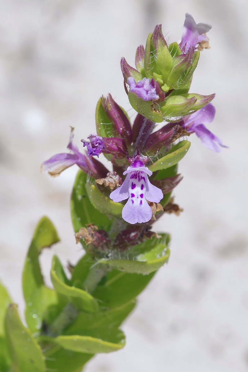 Angled Sandmint photo 5