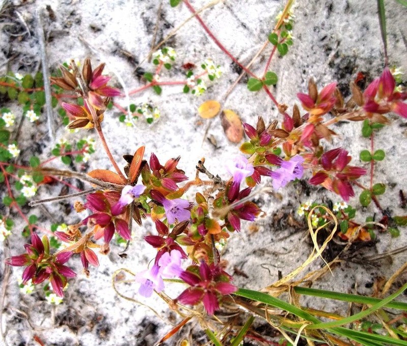 Angled Sandmint photo 3