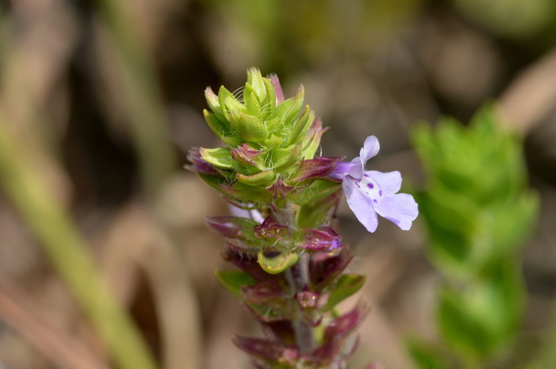 Angled Sandmint photo 4
