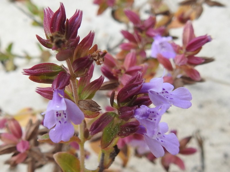 Angled Sandmint photo 5