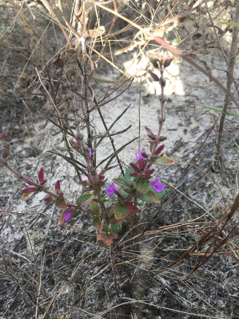 Angled Sandmint photo 6