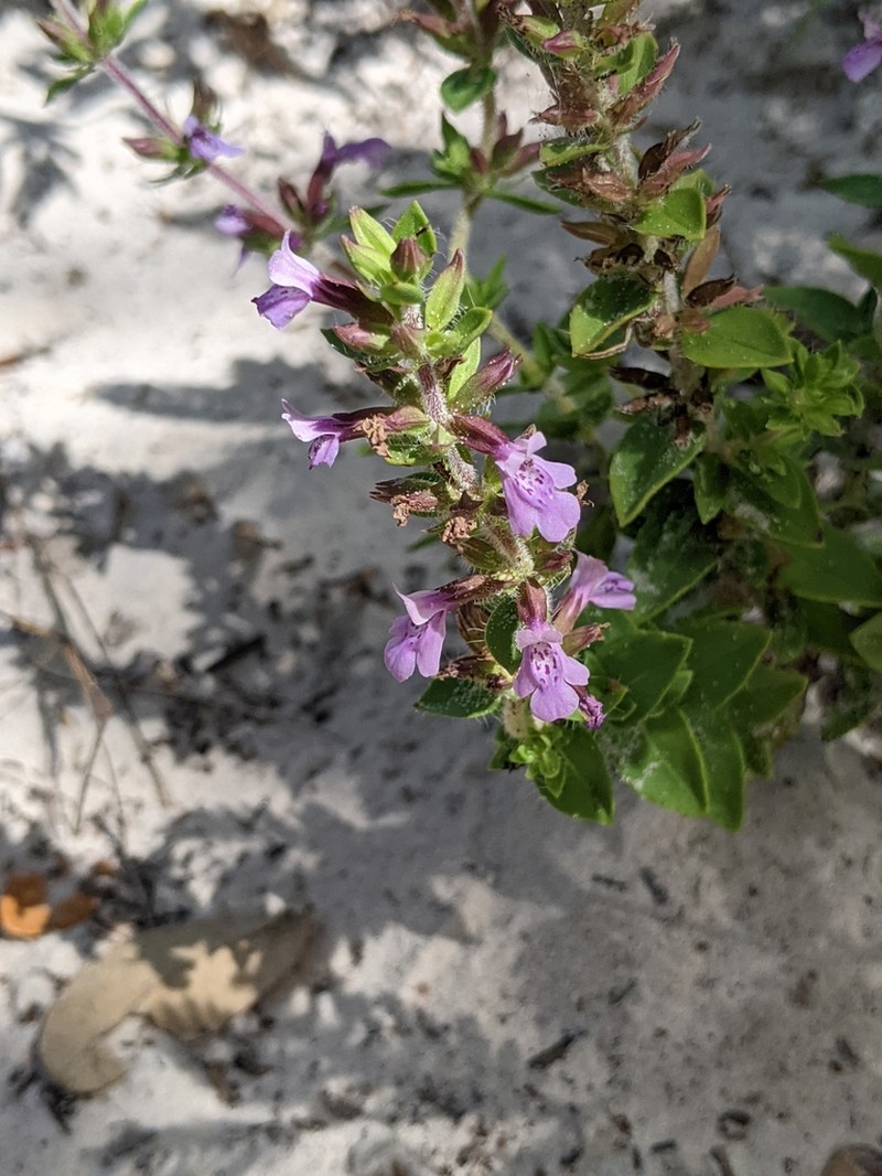 Angled Sandmint photo 7