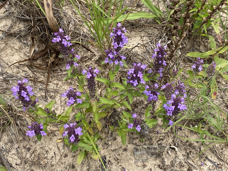 Texas Sandmint photo 2