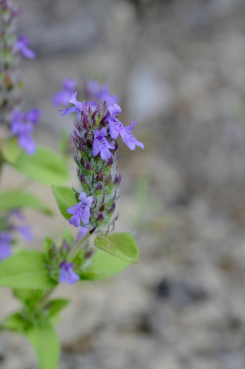 Texas Sandmint photo 3