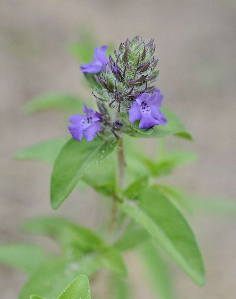 Texas Sandmint photo 4