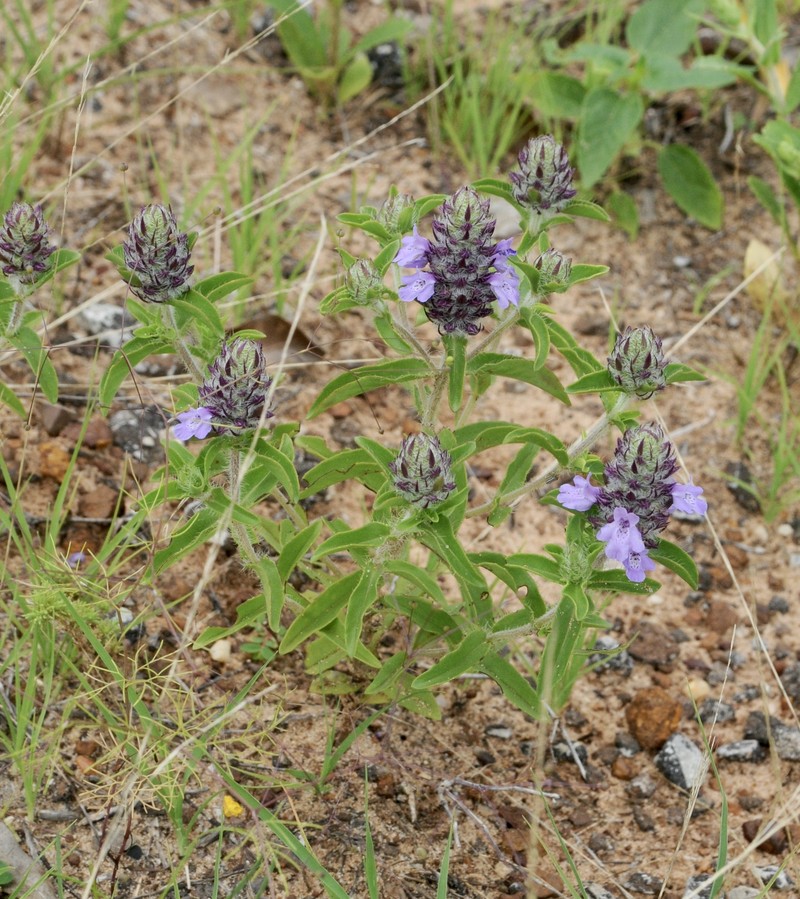 Texas Sandmint photo 5