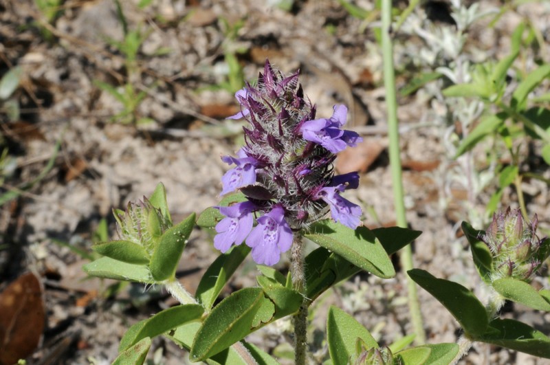Texas Sandmint photo 6