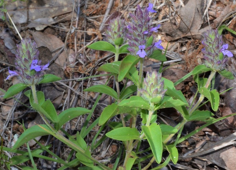 Texas Sandmint