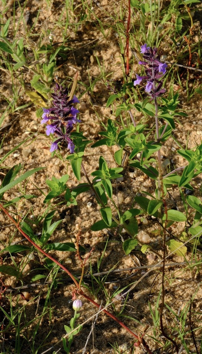 Texas Sandmint photo 2