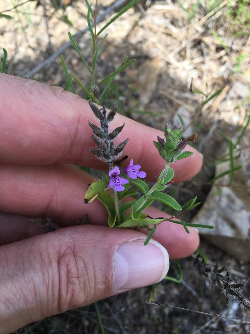 Texas Sandmint photo 3