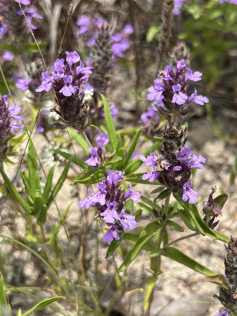 Texas Sandmint photo 4