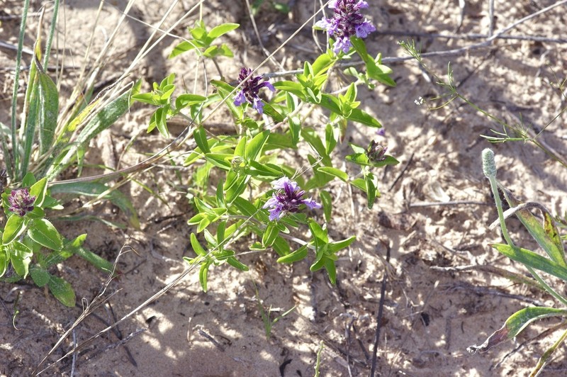 Texas Sandmint photo 5