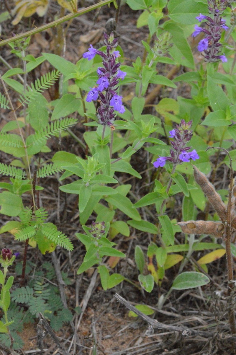 Texas Sandmint photo 6