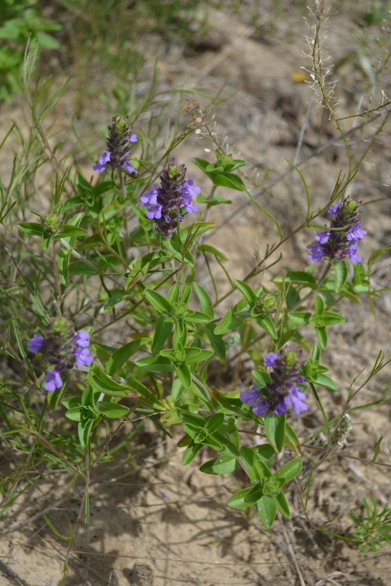 Texas Sandmint photo 7