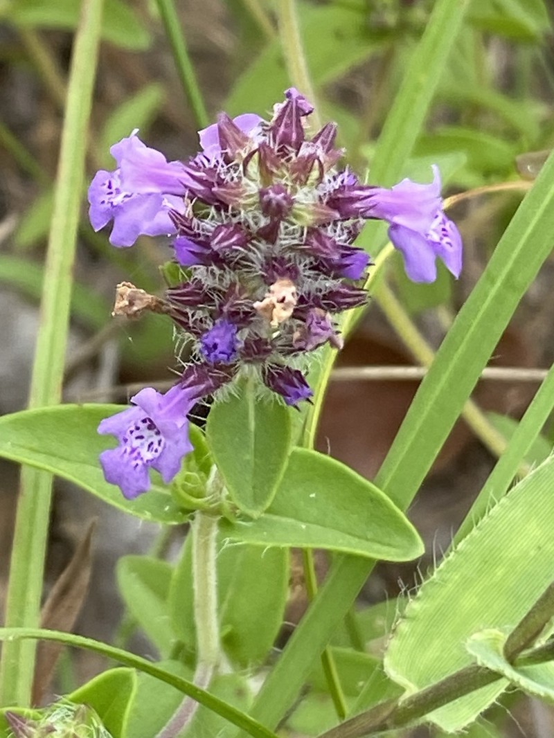 Texas Sandmint photo 8