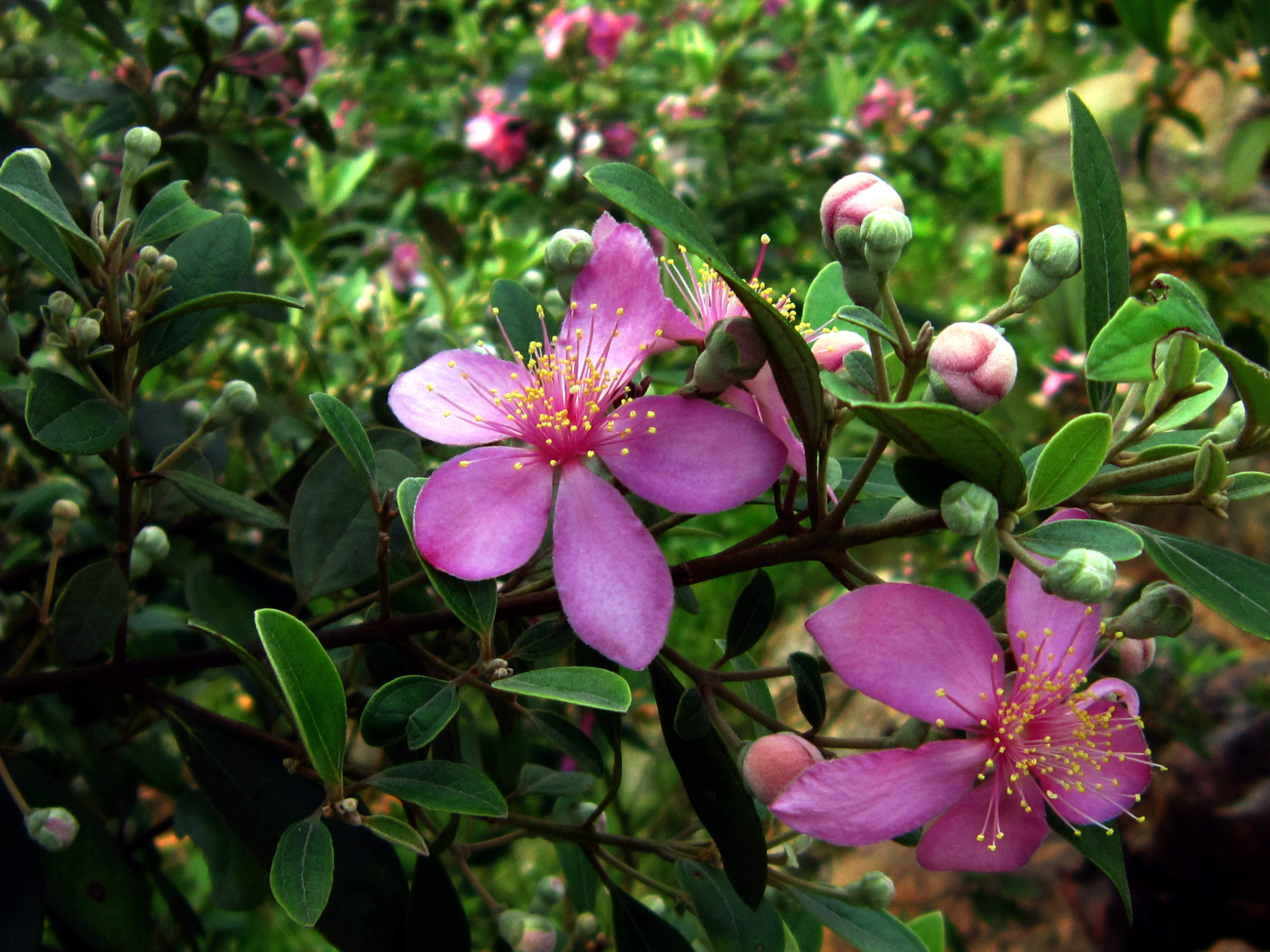 Rose Myrtle photo 4