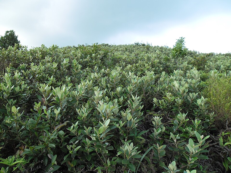 Rose Myrtle photo 5
