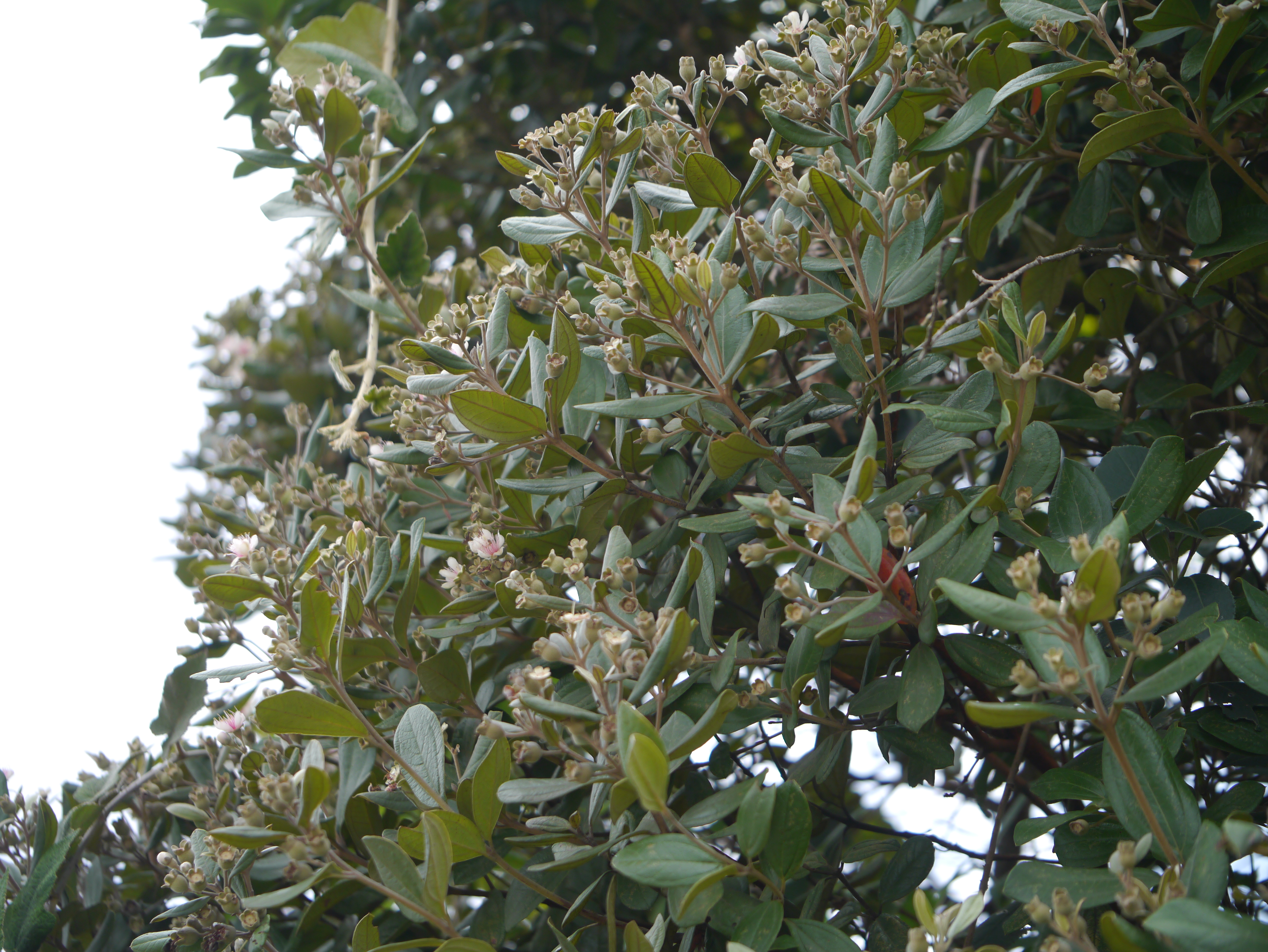 Rose Myrtle photo 8