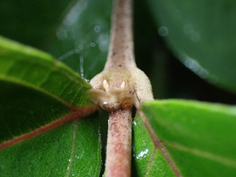 Rose Myrtle photo 2