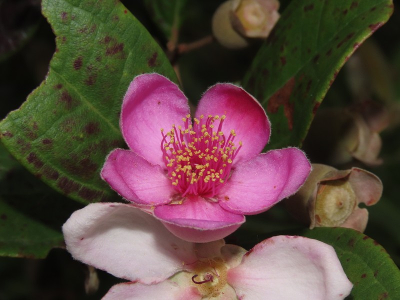 Rose Myrtle photo 3