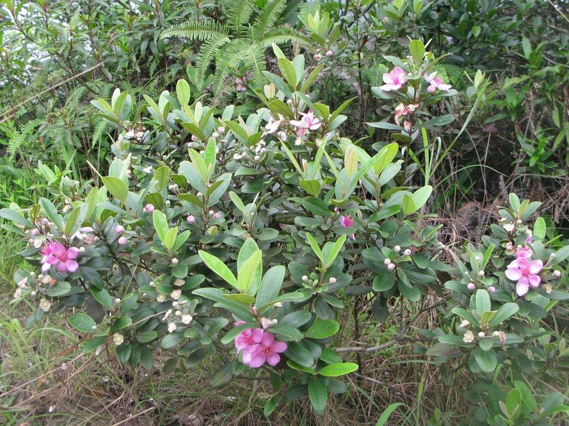 Rose Myrtle