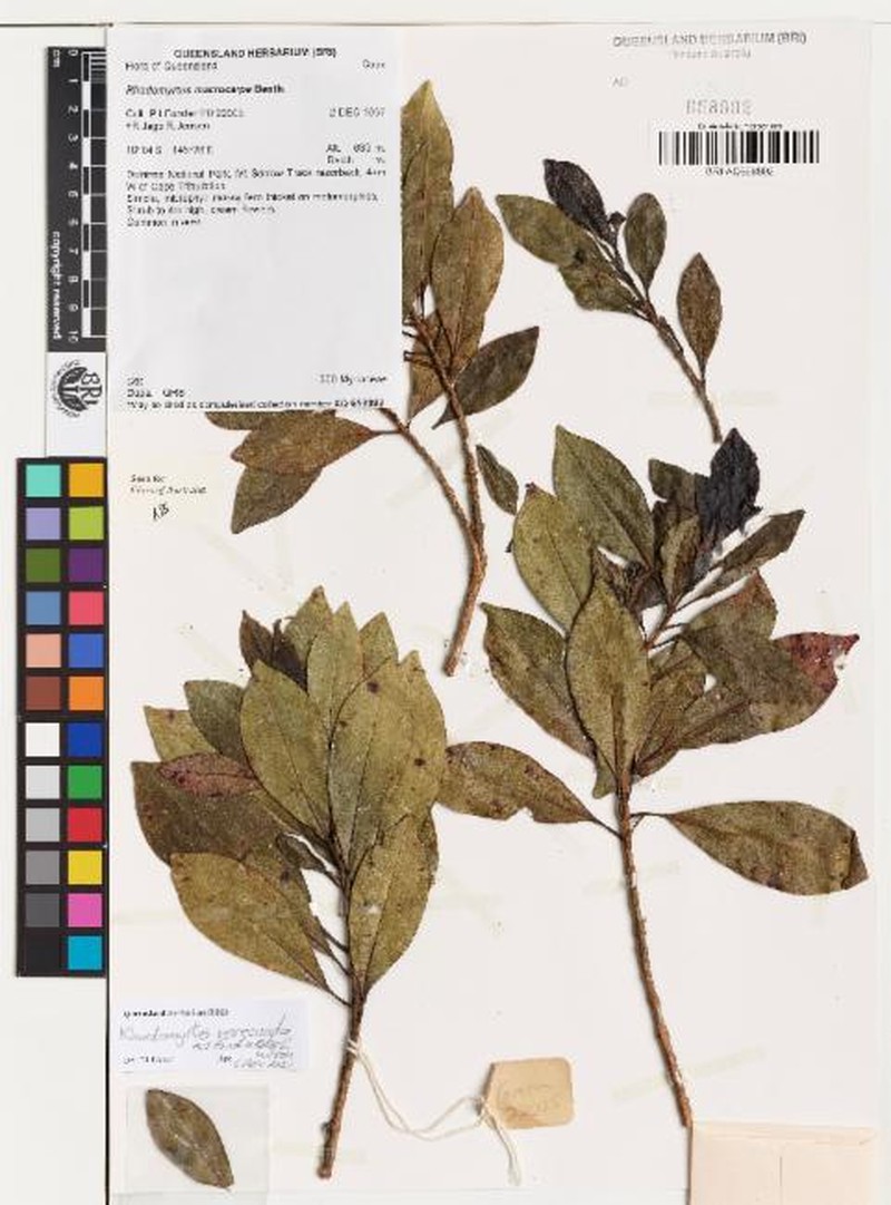 Rhodomyrtus verecunda photo 2