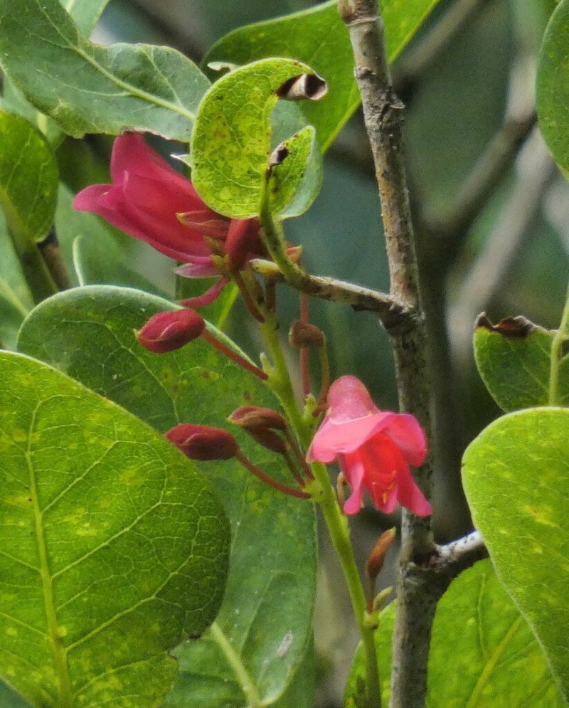 Rhodopis rudolphioides photo 3