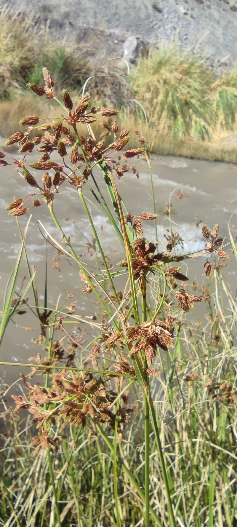 Rhodoscirpus asper