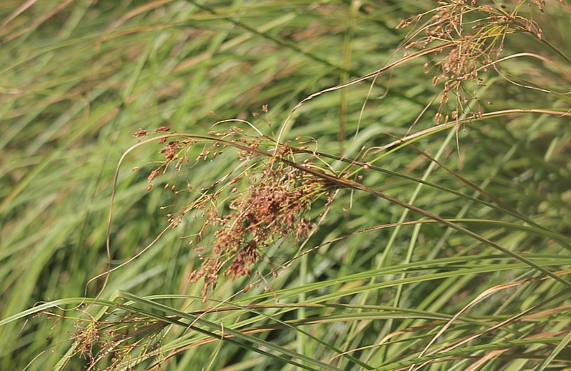 Rhodoscirpus asper photo 2