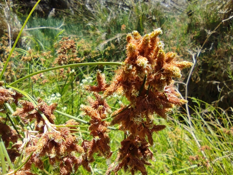 Rhodoscirpus asper photo 3