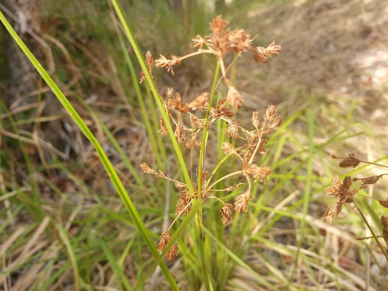 Rhodoscirpus asper photo 4