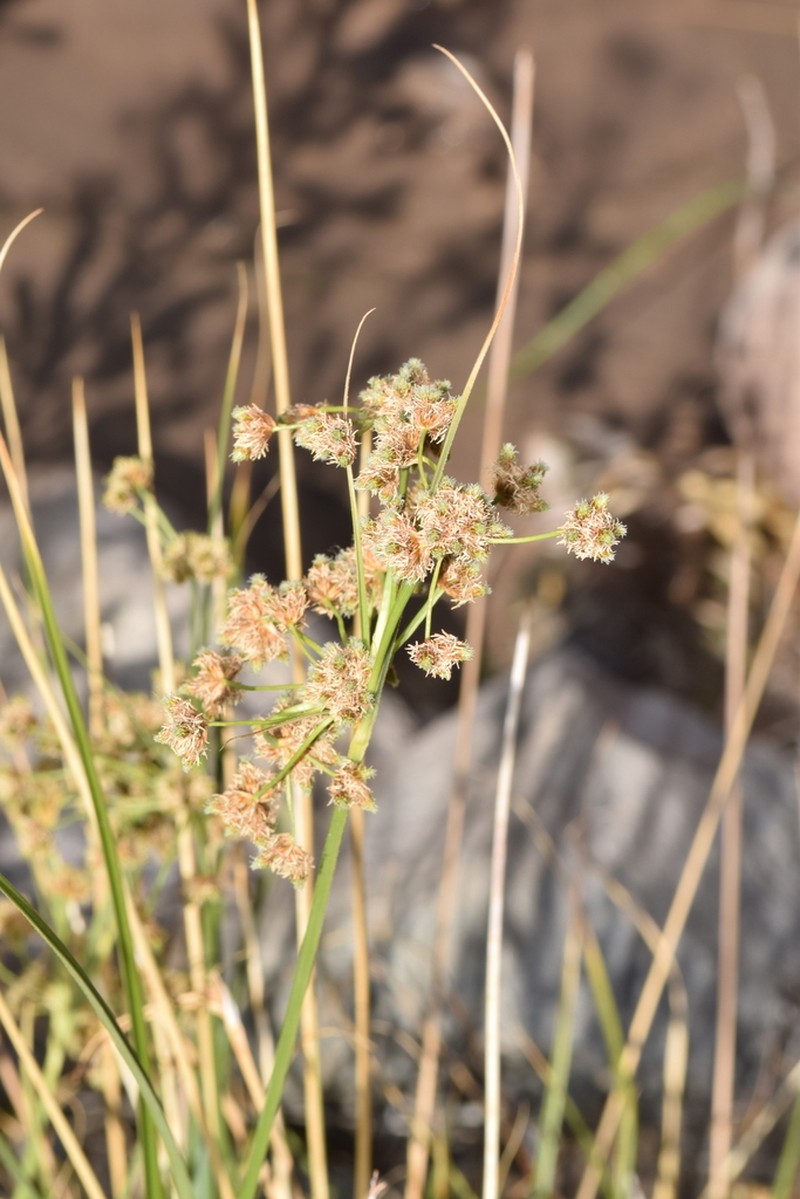 Rhodoscirpus asper photo 5