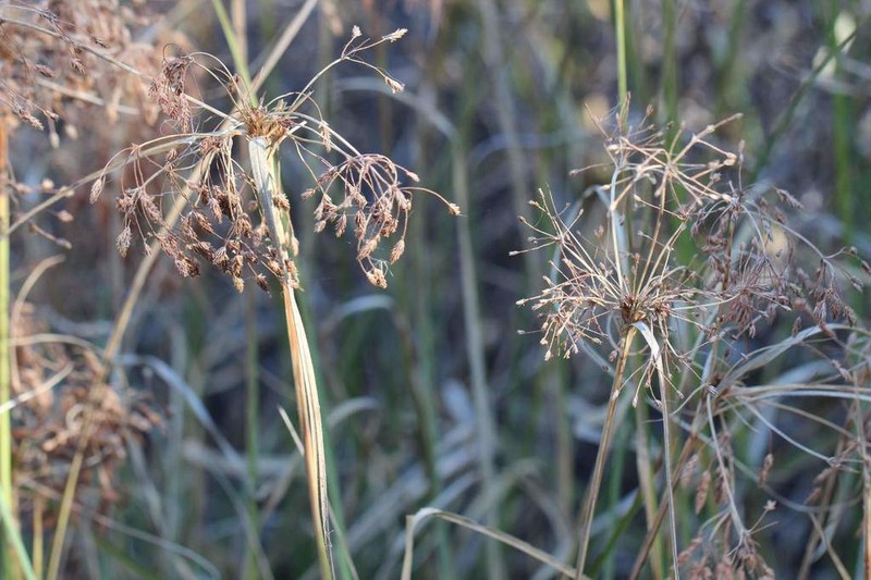 Rhodoscirpus asper photo 6