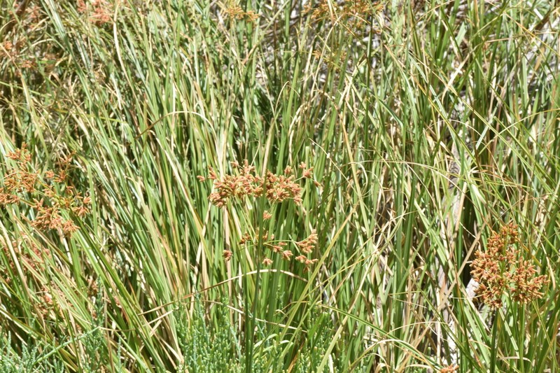 Rhodoscirpus asper photo 7
