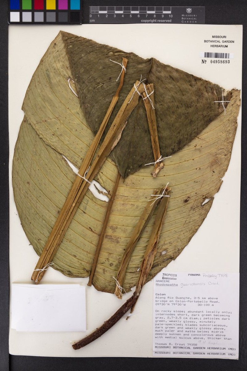 Rhodospatha guanchensis