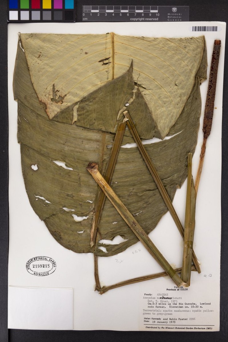 Rhodospatha guanchensis photo 4