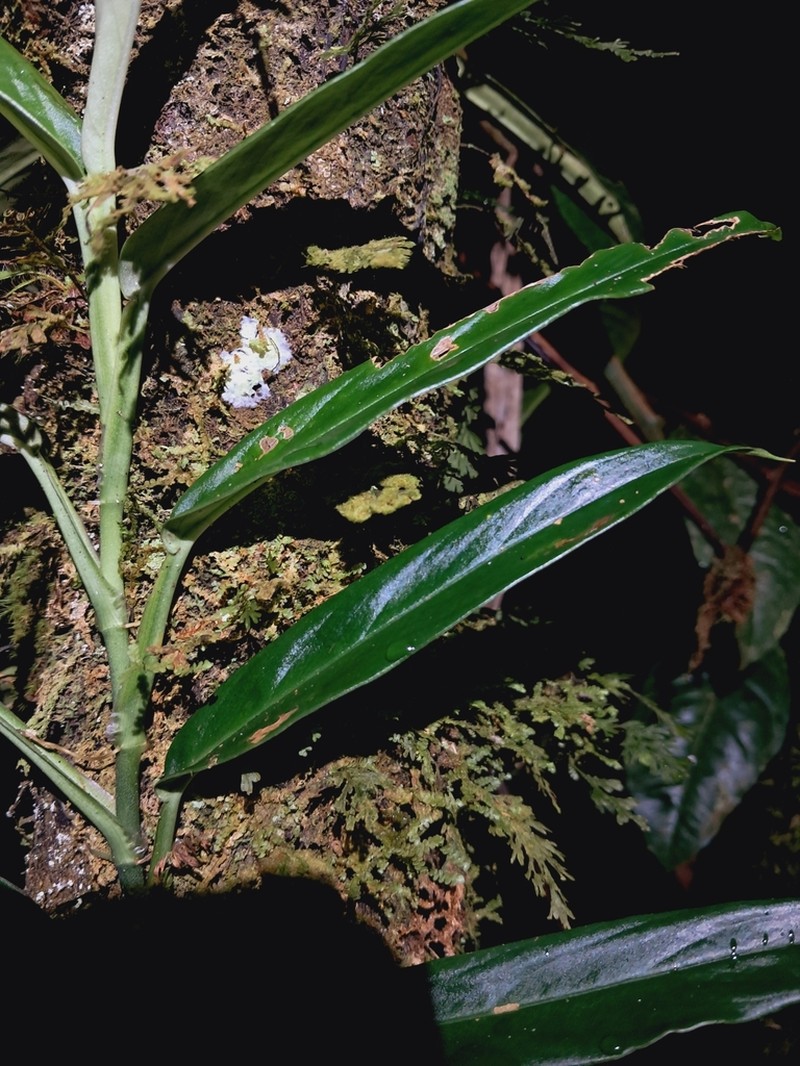Rhodospatha osaensis