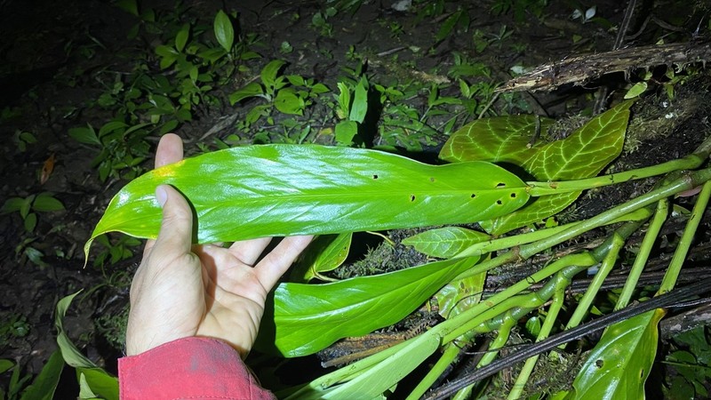 Rhodospatha osaensis photo 2