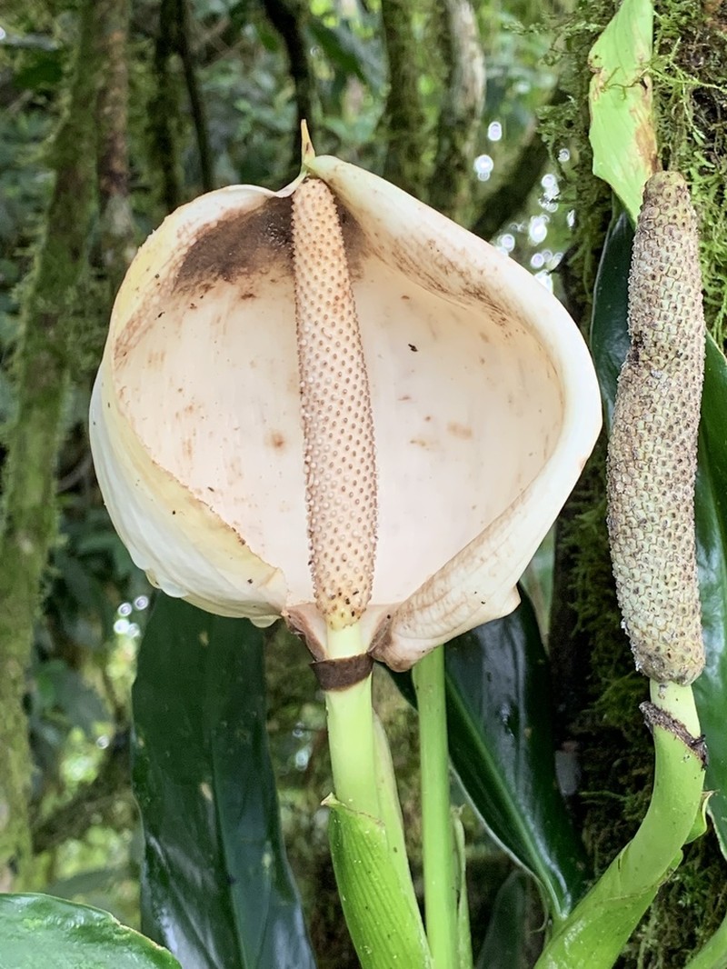 Rhodospatha osaensis photo 3