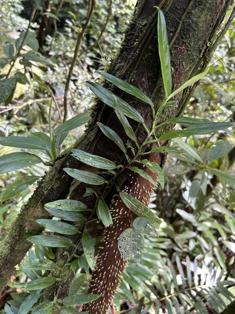 Rhodospatha osaensis photo 4