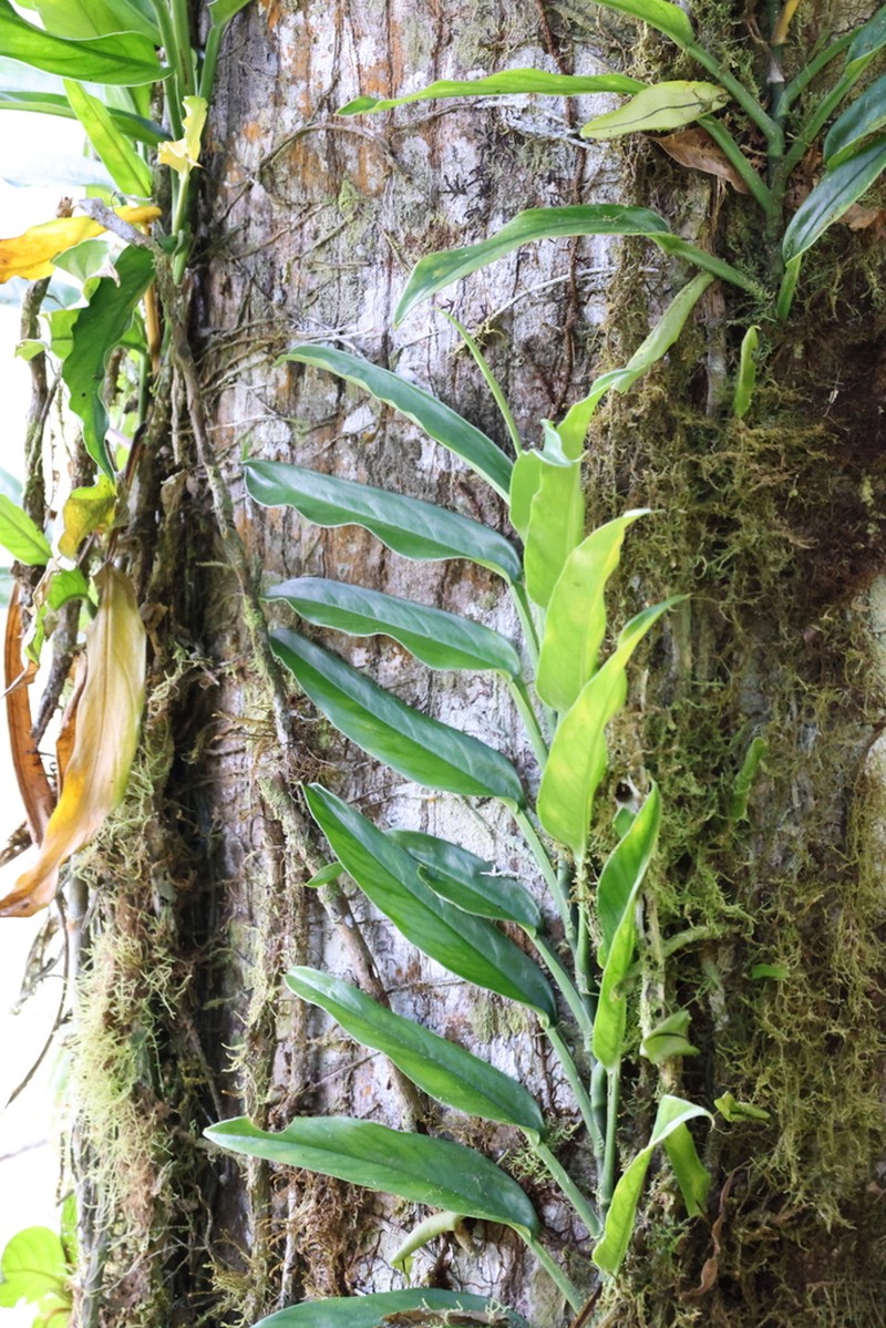 Rhodospatha osaensis photo 5