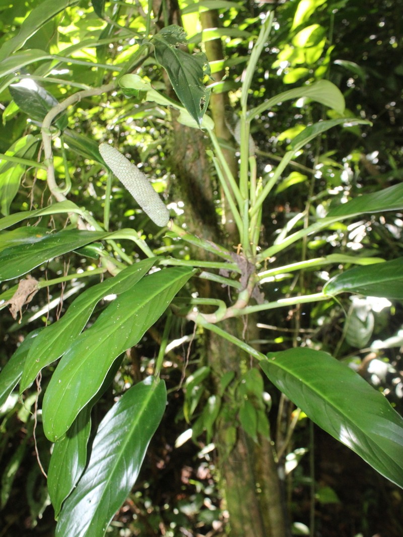 Rhodospatha osaensis photo 7