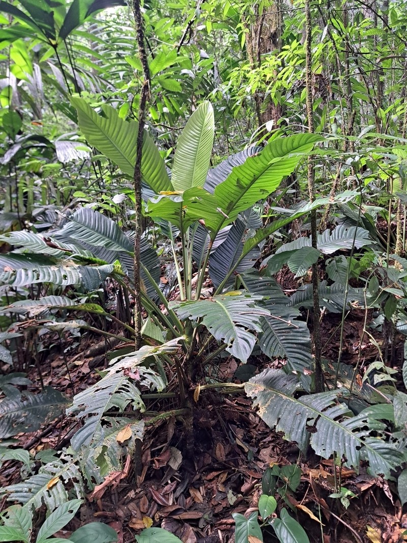 Rhodospatha ovatifolia