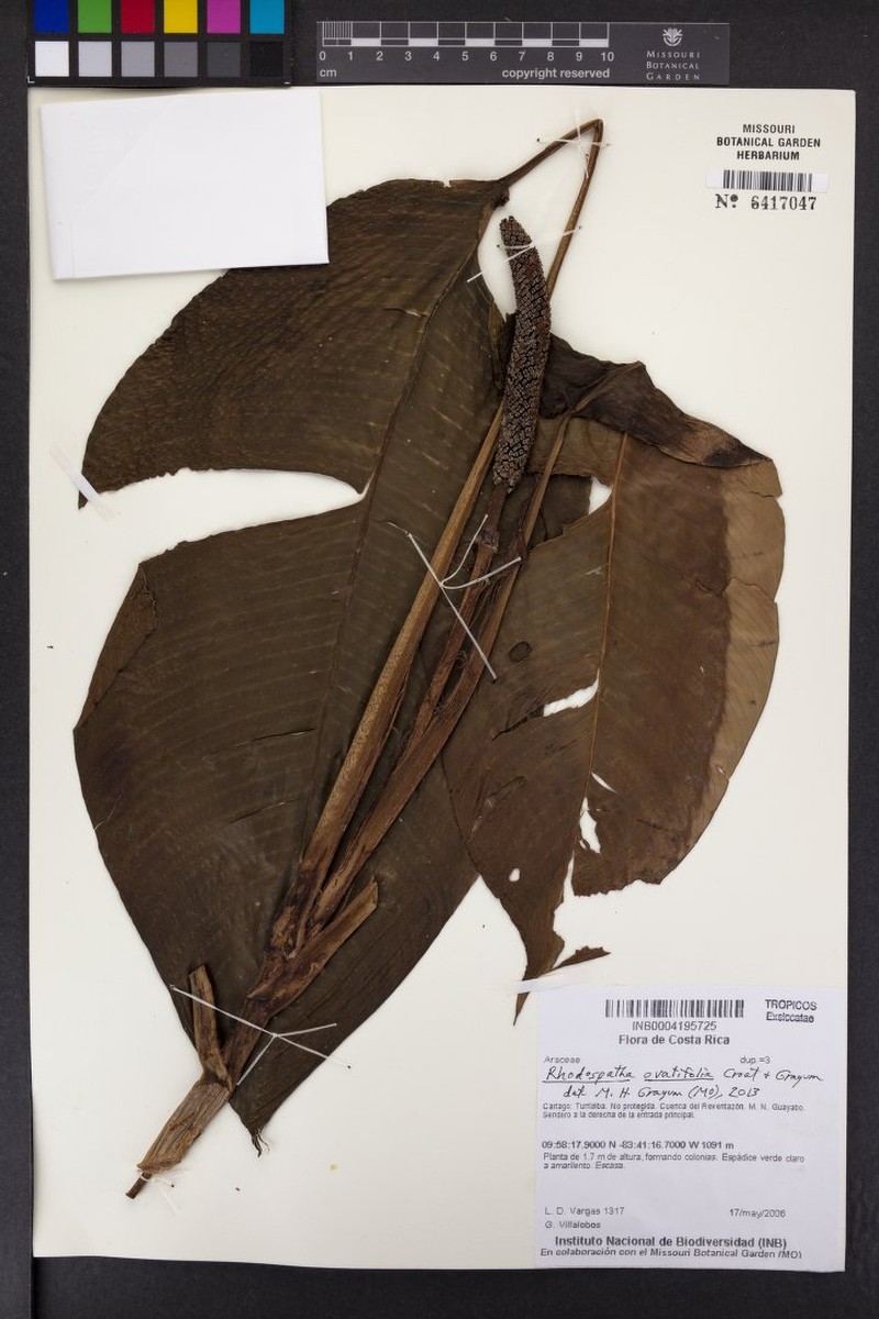 Rhodospatha ovatifolia photo 3
