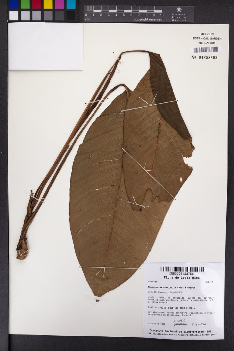 Rhodospatha ovatifolia photo 4