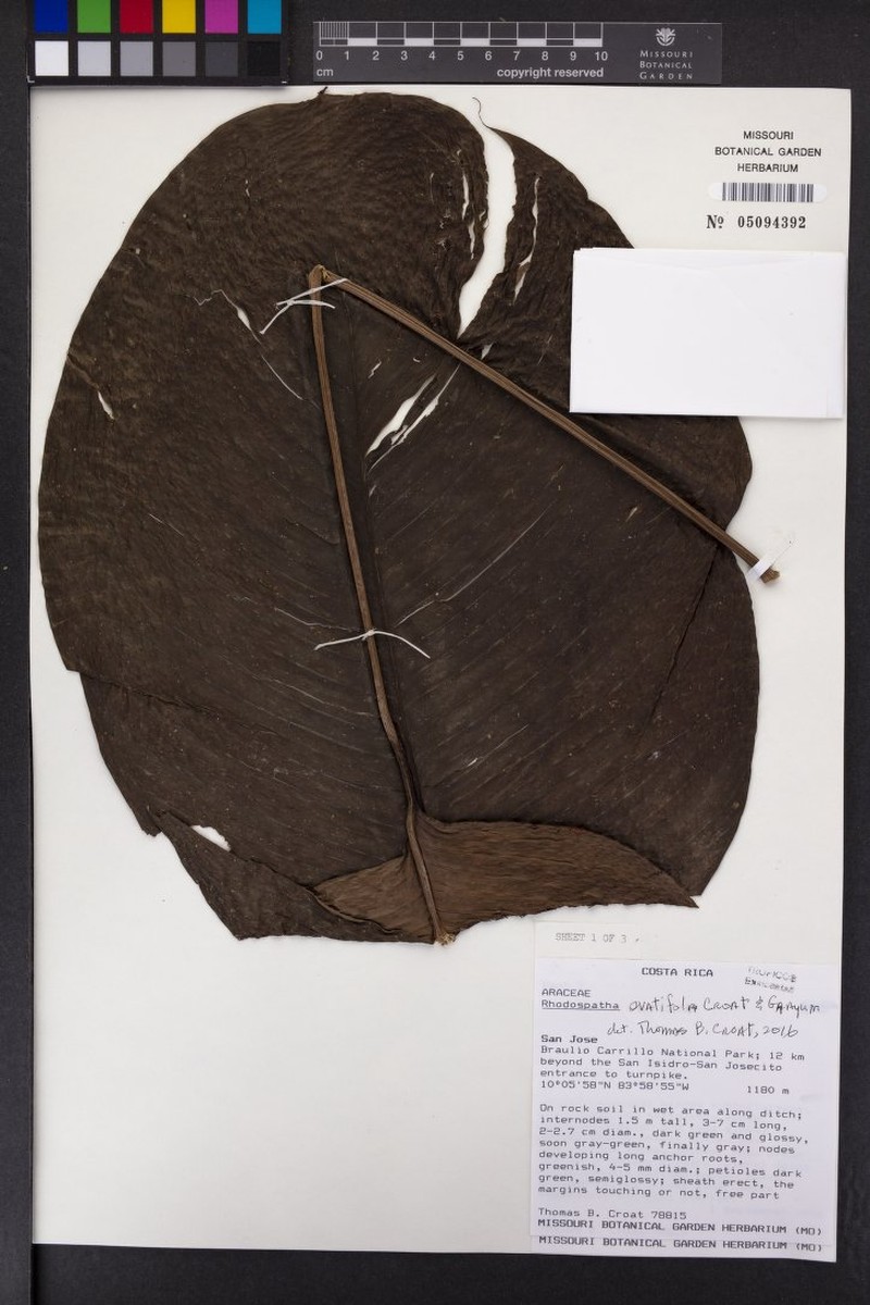 Rhodospatha ovatifolia photo 5