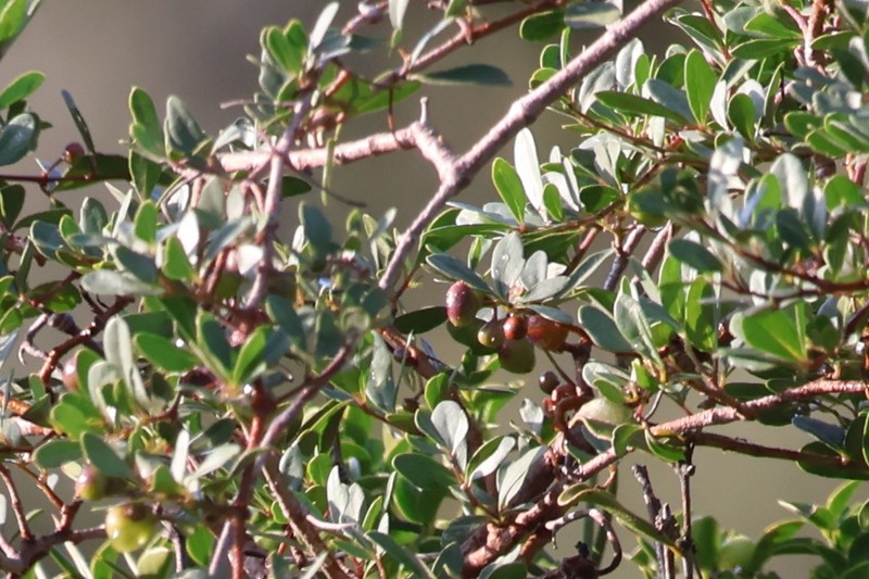 Rhoicissus tridentata subsp. tridentata