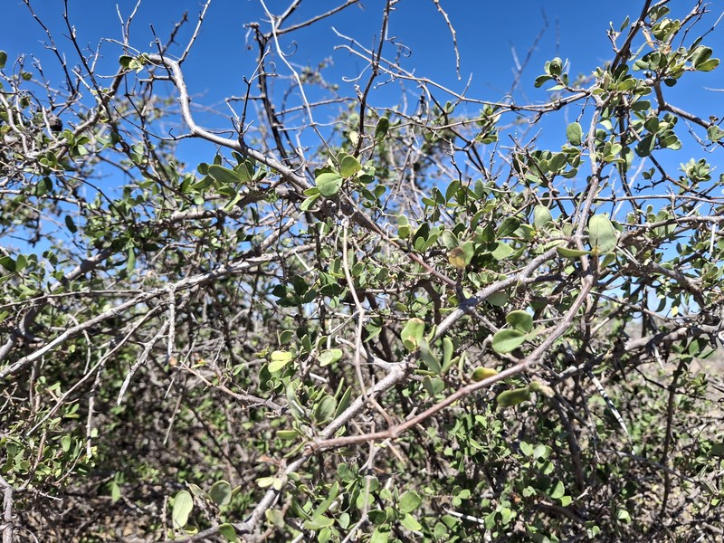 Rhoicissus tridentata subsp. tridentata photo 2