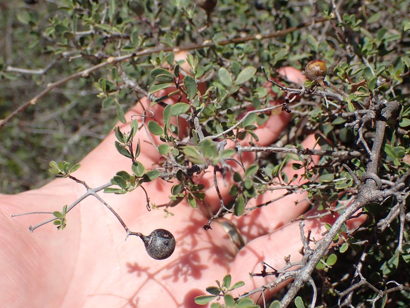 Rhoicissus tridentata subsp. tridentata photo 3